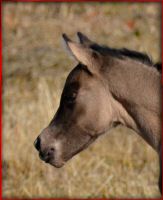 jmkitsallme filly2.jpg